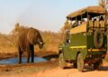 Jungle Safari Experiences