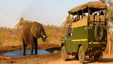 Jungle Safari Experiences