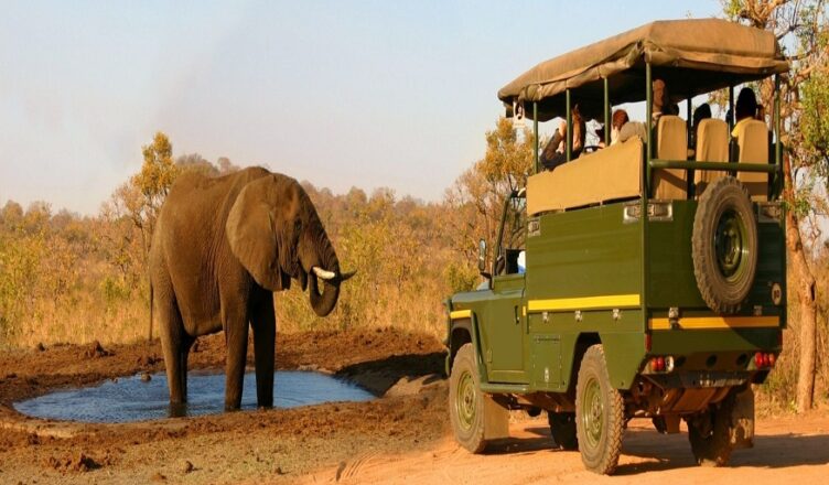 Jungle Safari Experiences