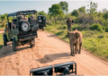 Uganda safari
