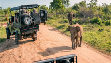Uganda safari