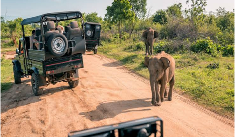 Uganda safari